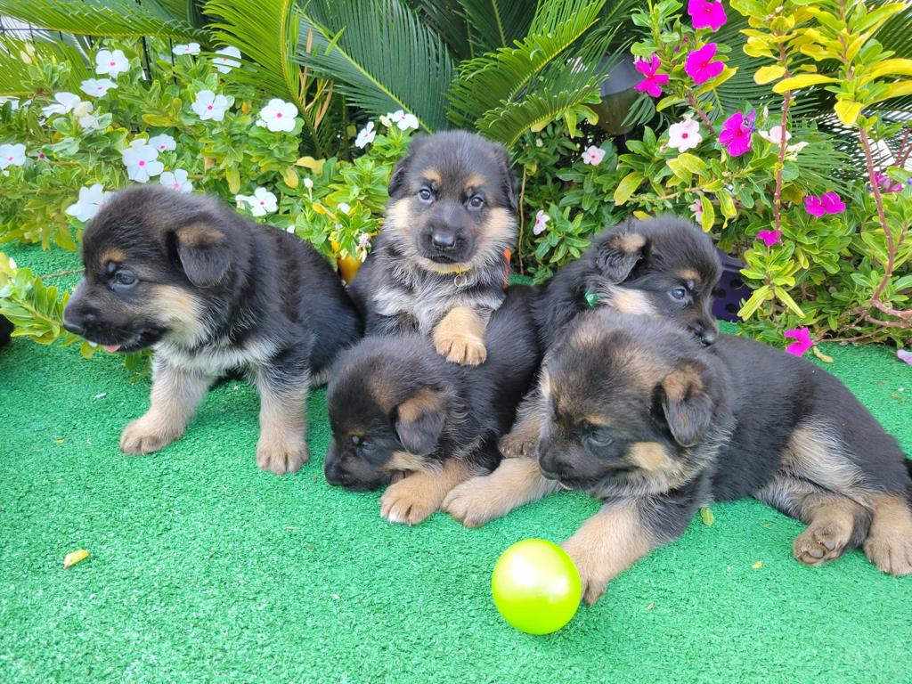 Must Love German Shepherd Dogs | 3705 Valencia Ave N, San Bernardino, CA 92404, USA | Phone: (909) 918-7078