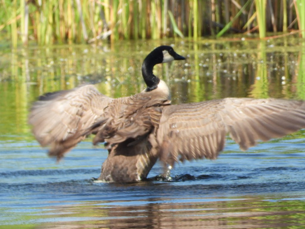 Lake County Forest Preserve | 1215 S Green Bay Rd, North Chicago, IL 60064, USA | Phone: (847) 968-3477