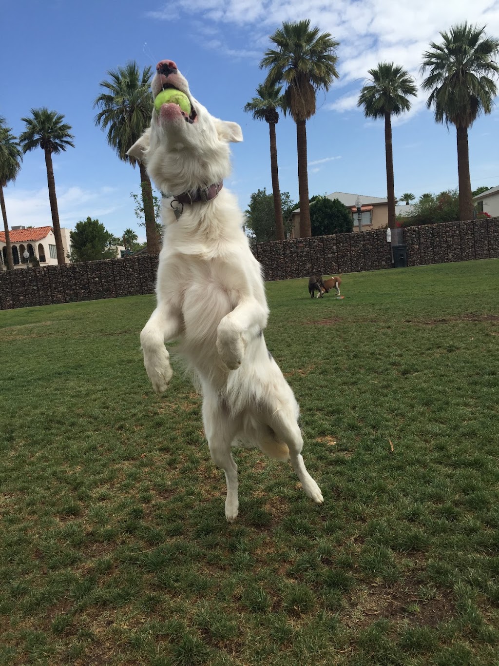 Hance Park Dog Park | 323 W Culver St, Phoenix, AZ 85003, USA | Phone: (602) 262-6011