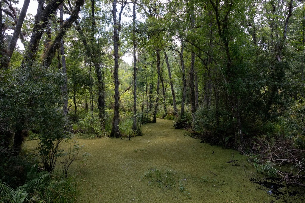 Brooker Creek Buffer Preserve | 18202 Patterson Rd, Odessa, FL 33556, USA | Phone: (813) 264-8513