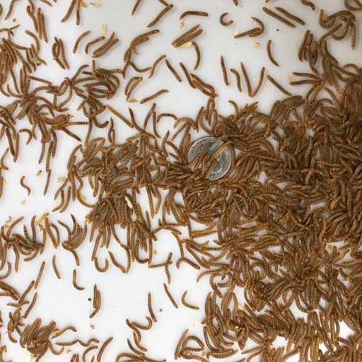 Sunshine State Worms | 11411 Citrus Way #2, Brooksville, FL 34601, USA | Phone: (727) 207-6753