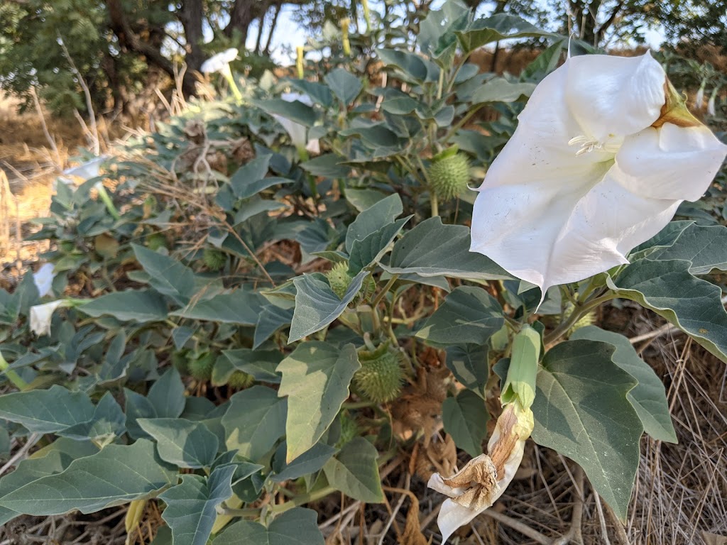 Putah Creek Riparian Reserve | Levee Rd & Brooks Rd, California 95616, Levee Rd, Davis, CA 95616, USA | Phone: (530) 752-0763