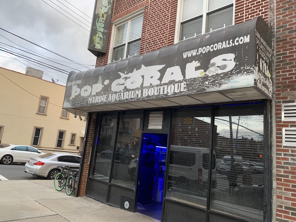 Pop Corals | 6701 13th Ave, Brooklyn, NY 11219, USA | Phone: (347) 674-3724