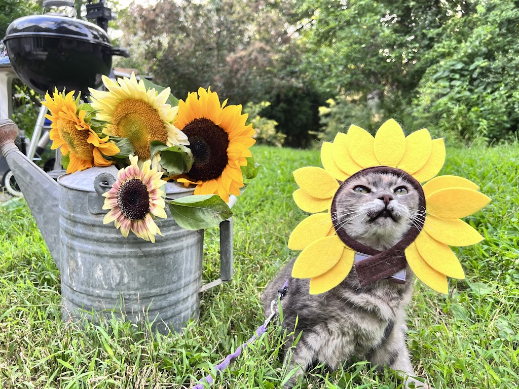 Hudson Valley Veterinary Dermatology - Westchester | 620 Commerce St, Thornwood, NY 10594, USA | Phone: (914) 495-8300