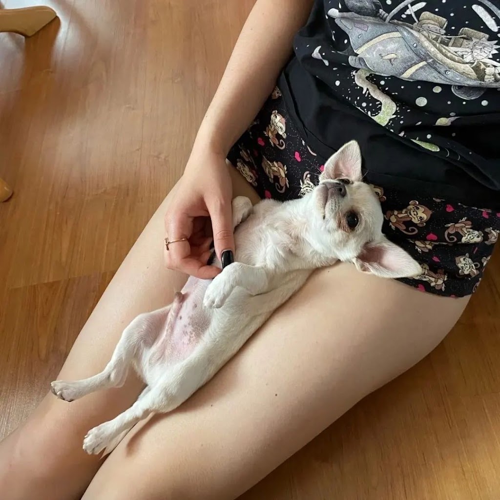 Jays Home Of Chihuahuas | 2104 Savannah Terrace SE, Washington, DC 20020, USA | Phone: (202) 978-8737