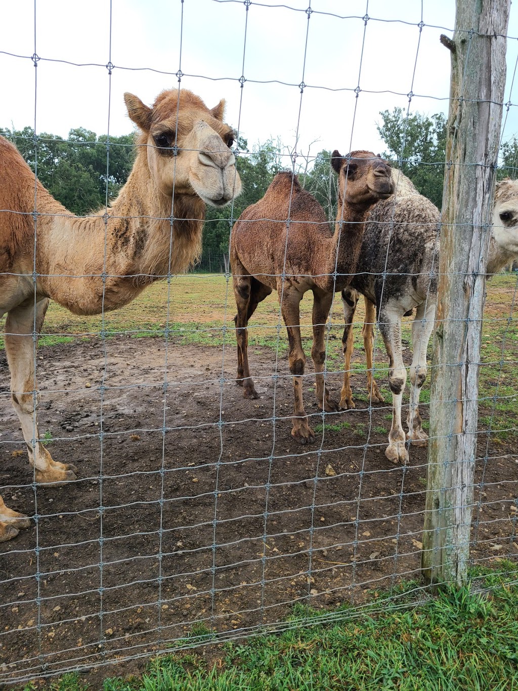 Critter Lane Petting Zoo | 9100 Critter Ln, Valles Mines, MO 63087, USA | Phone: (573) 358-8995