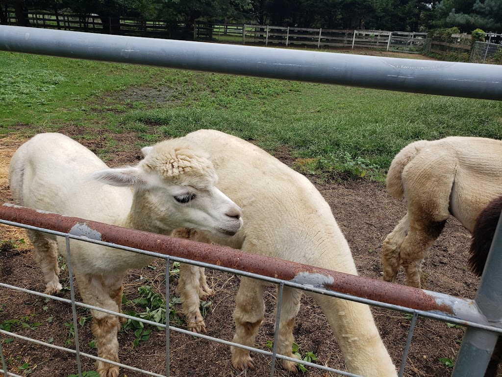 Windy Farm Alpacas | 61 White Pine Rd, Chesterfield Township, NJ 08515, USA | Phone: (609) 947-8269