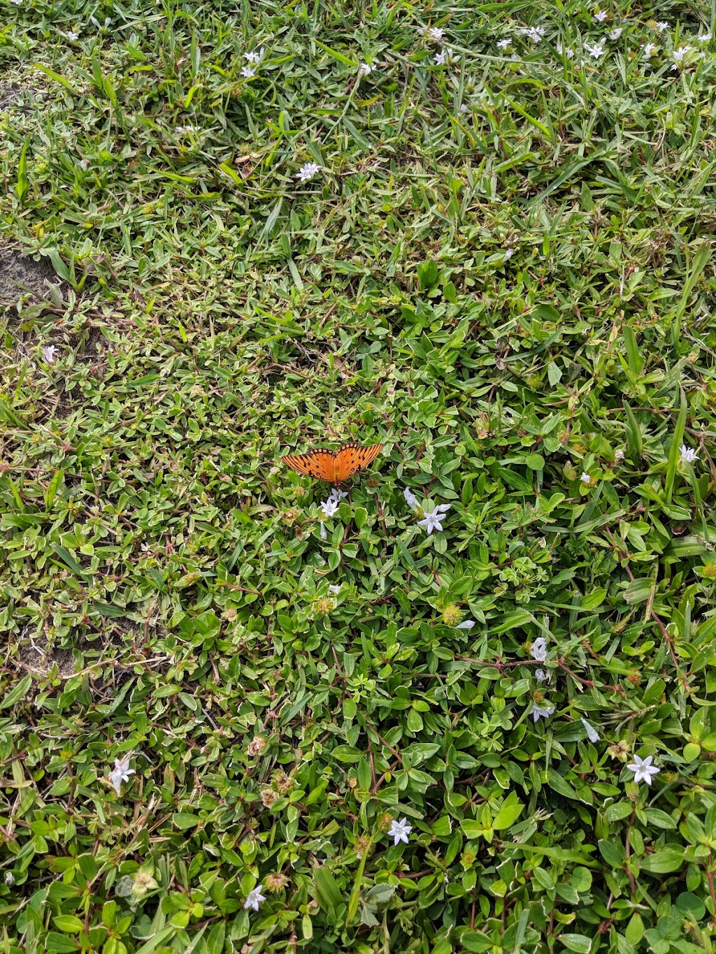 Tallwood Park | 565 Hollywood Blvd, West Melbourne, FL 32904, USA | Phone: (321) 837-7779