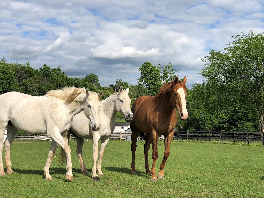 Equine Advocates Inc | 3212 NY-66, Valatie, NY 12184, USA | Phone: (518) 245-1599