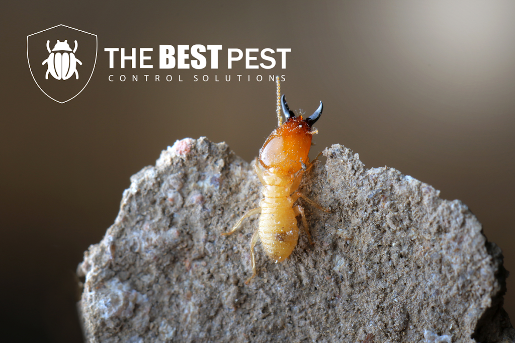 The Best Pest Control Solutions | 4407 Providence Ln Suite A, Winston-Salem, NC 27106, USA | Phone: (336) 438-2378