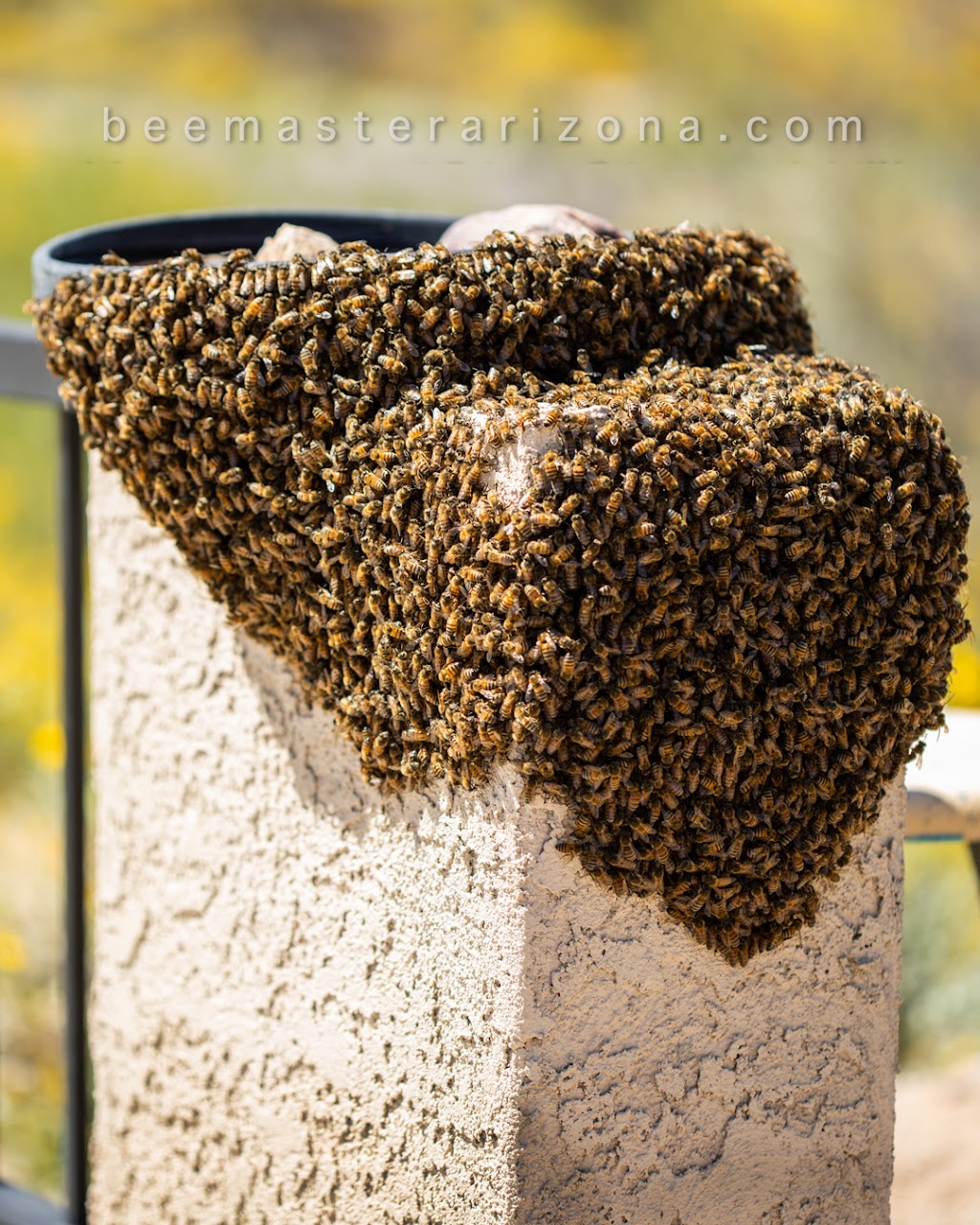 BeeMaster Inc | 10645 N Oracle Rd Ste 121 Box 232, Tucson, AZ 85737, USA | Phone: (520) 623-9349