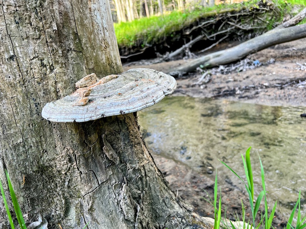 Hitchcock Woods Parking/Trailhead | 8264-8266 Hitchcock Rd, Boardman, OH 44512, USA | Phone: (330) 758-2108