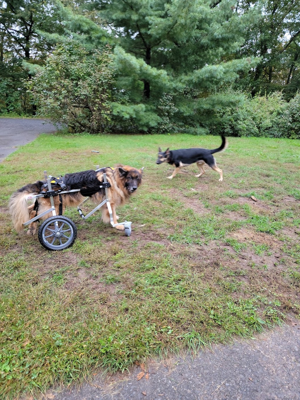 Upstate Veterinary Specialties | 152 Sparrowbush Rd, Latham, NY 12110, USA | Phone: (518) 783-3198