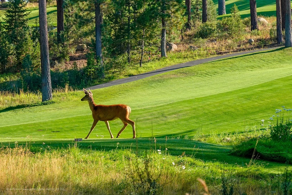 Coyote Moon Golf Course | 10685 Northwoods Blvd, Truckee, CA 96161, USA | Phone: (530) 587-0886