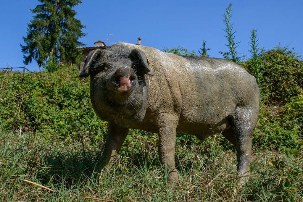 Terra di Siena USA | 16731 Red Lodge Ln, Amelia Court House, VA 23002, USA | Phone: (804) 561-5235