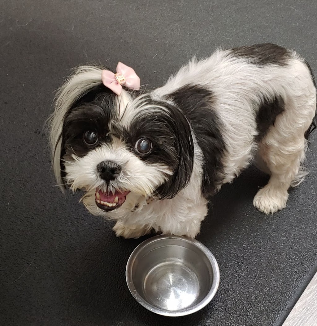 Mebane Pet Clinic | 900 Mebane Oaks Rd, Mebane, NC 27302, USA | Phone: (919) 304-5200