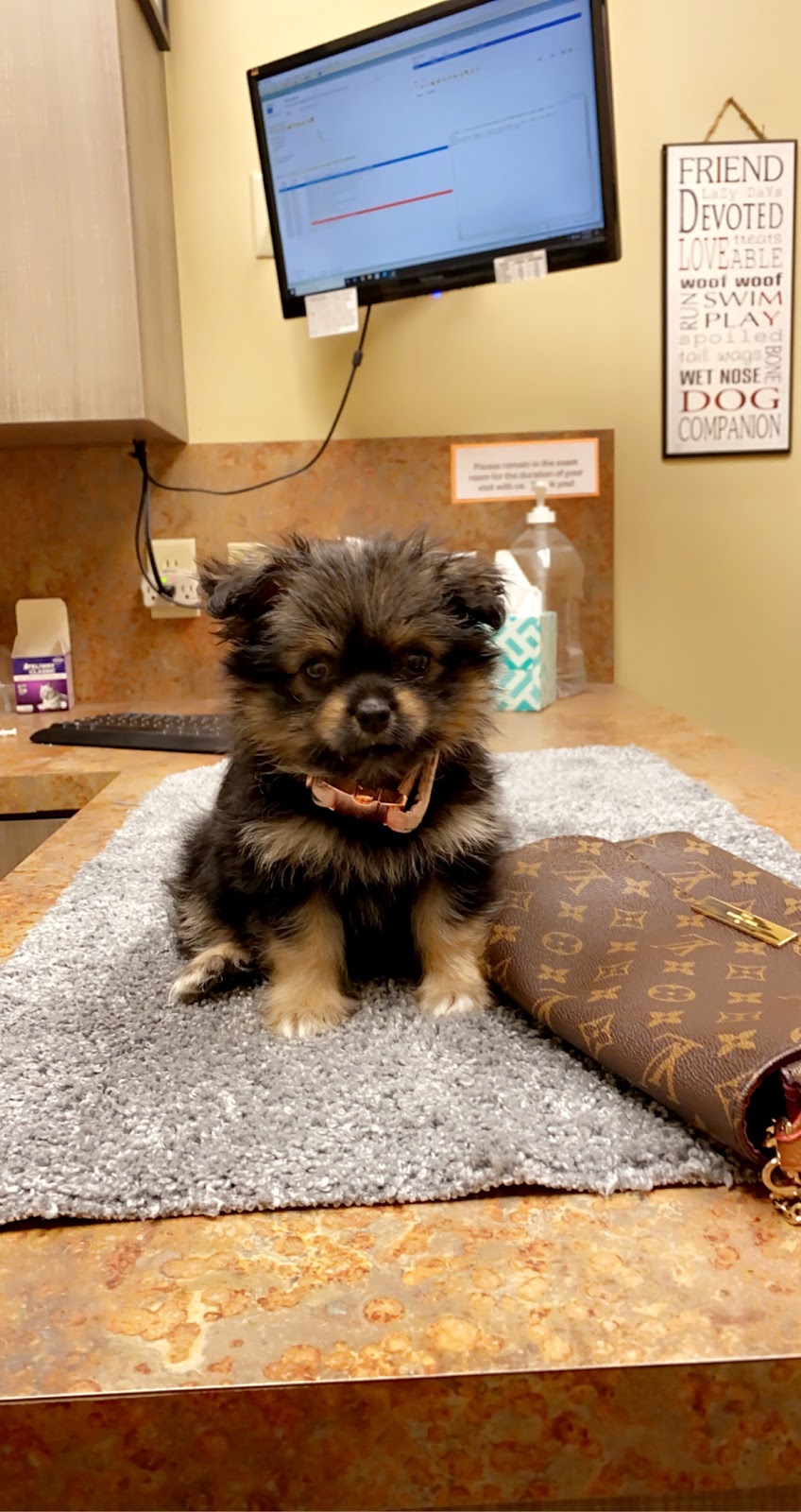 Phillips Creek Veterinary Hospital | 8180 FM 423, Frisco, TX 75036, USA | Phone: (214) 618-8180
