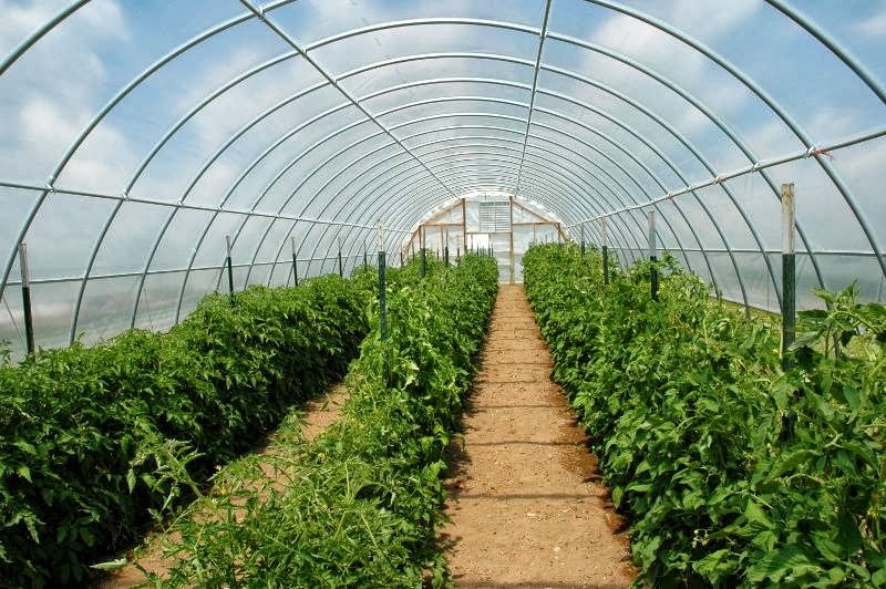 Tomato Mountain Farm | 5681 W Howard St, Niles, IL 60714, USA | Phone: (312) 768-8208