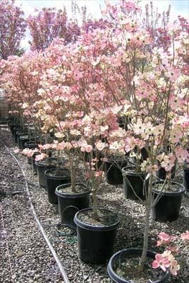 Loen Nursery Growing Facility | 6803 Kinns Rd NE, Woodburn, OR 97071, USA | Phone: (503) 982-6300