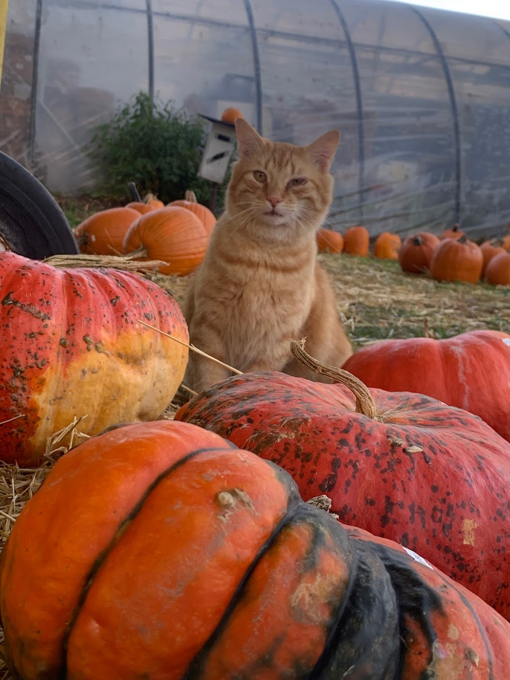 Bill & Gerry Kydds Farm Market | 3573 Saunders Settlement Rd, Sanborn, NY 14132, USA | Phone: (716) 731-5003