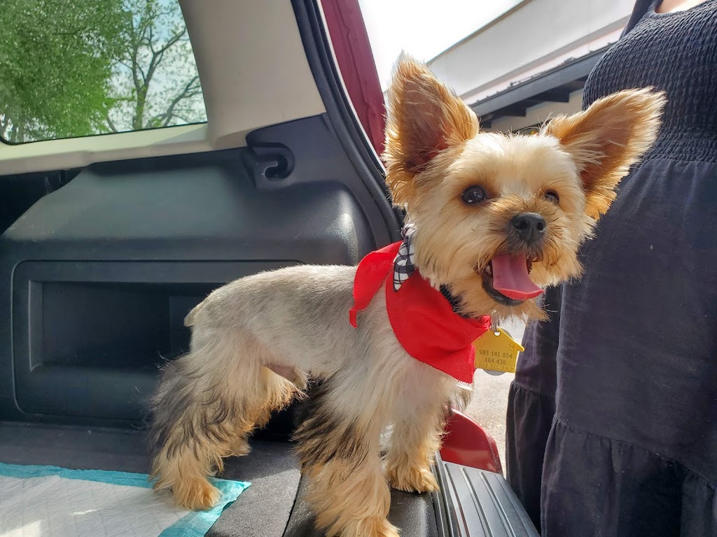 Yorkies By Cheri | 3705 FM 902, Gainesville, TX 76240, USA | Phone: (940) 372-8868