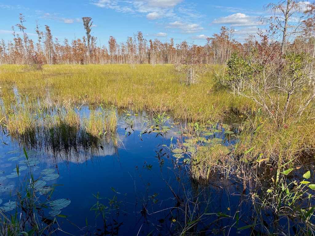 Okefenokee National Wildlife Refuge | 4155 Suwannee Canal Road, Folkston, GA 31537, USA | Phone: (912) 496-7836