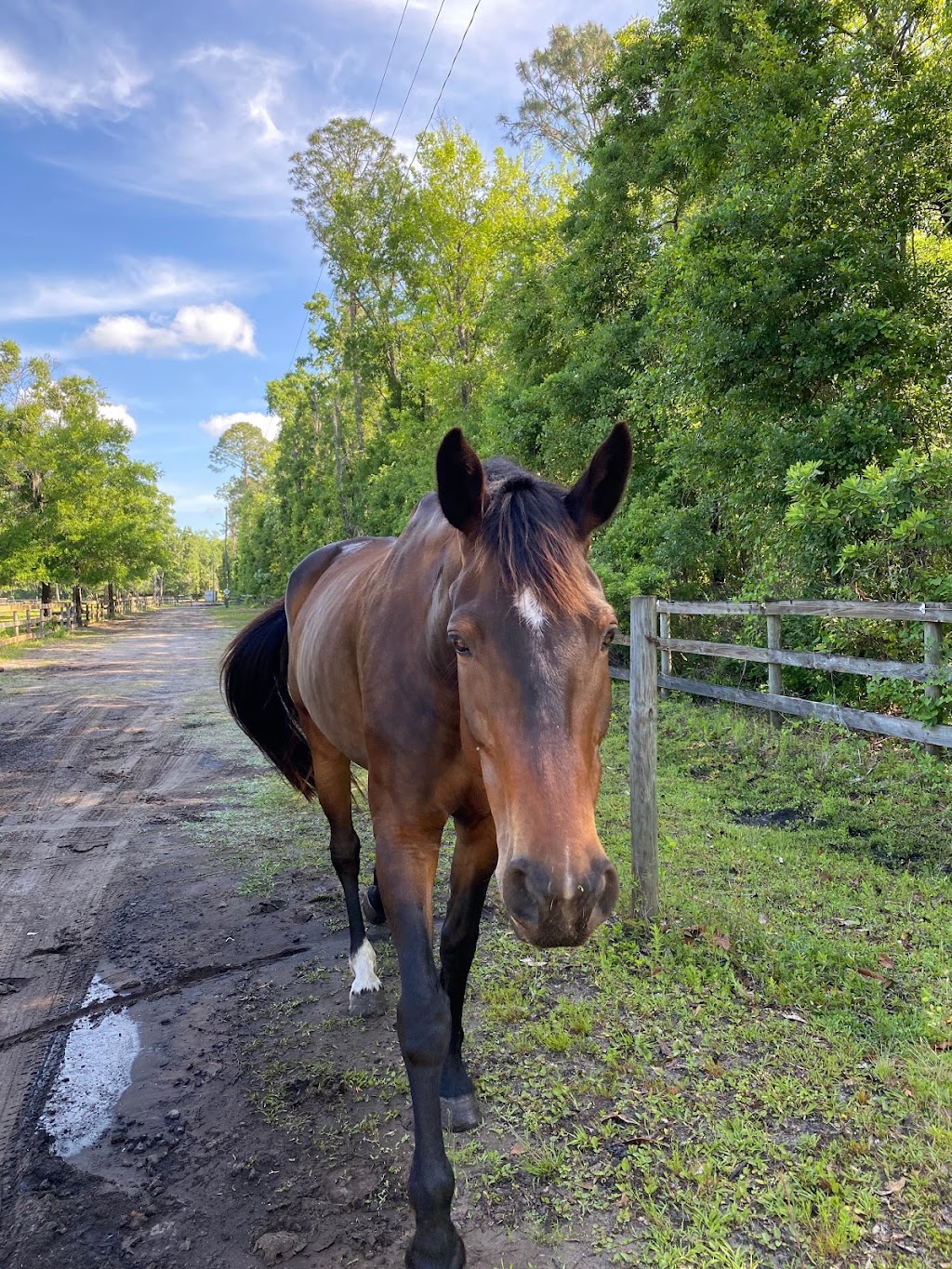 Highland Horse Farm | 5118 Cattail St, Middleburg, FL 32068, USA | Phone: (651) 353-8104