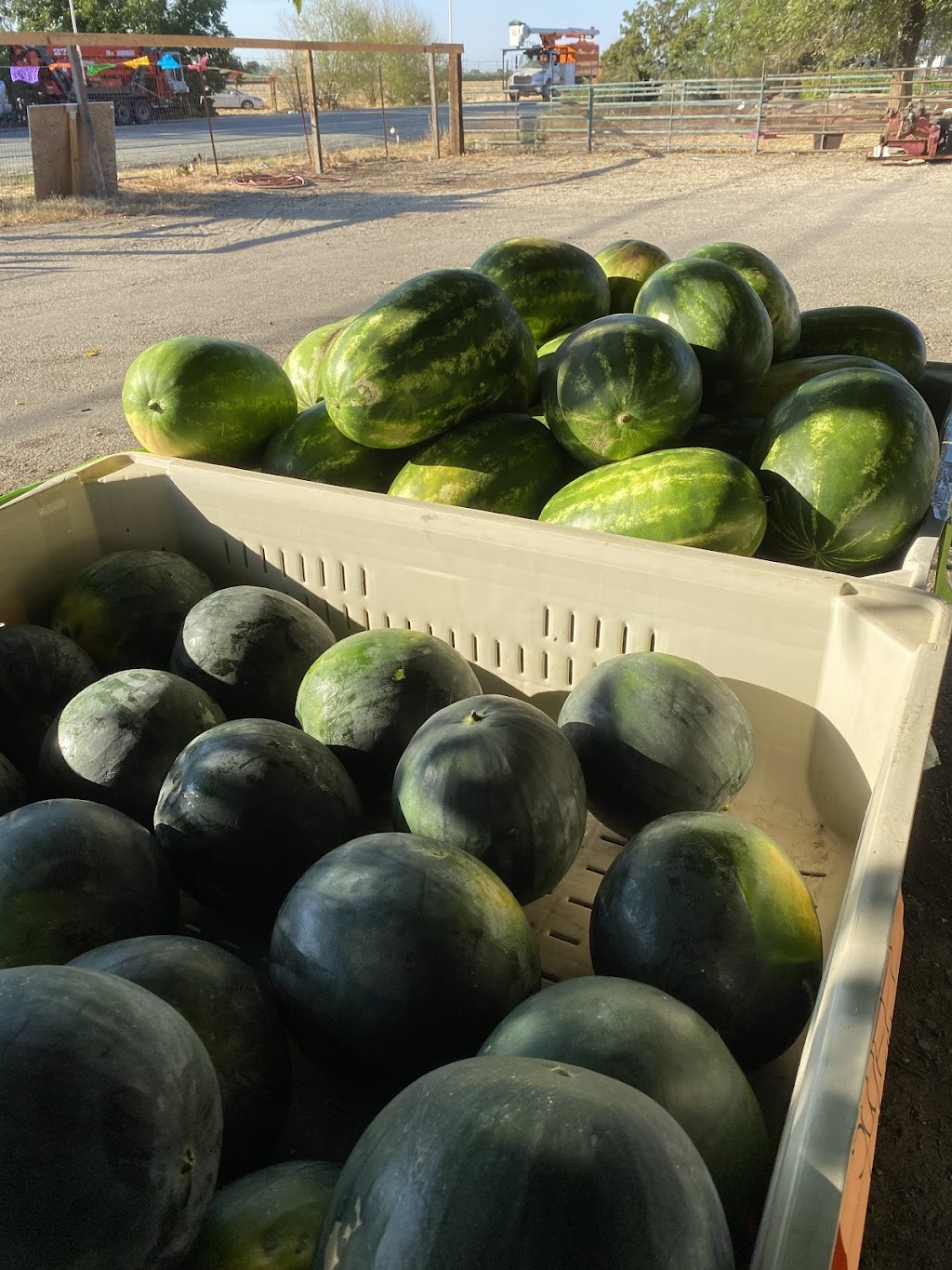 Big Tree Fruit Stand | 17725-, 17877 CA-88, Lockeford, CA 95237, USA | Phone: (209) 663-2661
