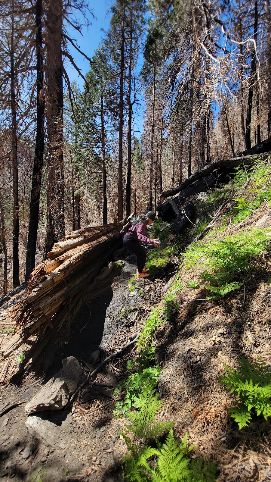 Burkhart Trail to Cooper Canyon Falls | Burkhart Trail, Pearblossom, CA 93553, USA | Phone: (626) 574-1613