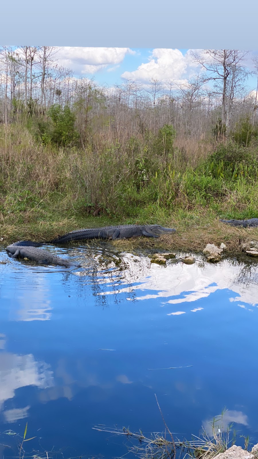 Everglades River of Grass Adventures | 52105 Tamiami Trail E, Ochopee, FL 34141, USA | Phone: (305) 788-2418