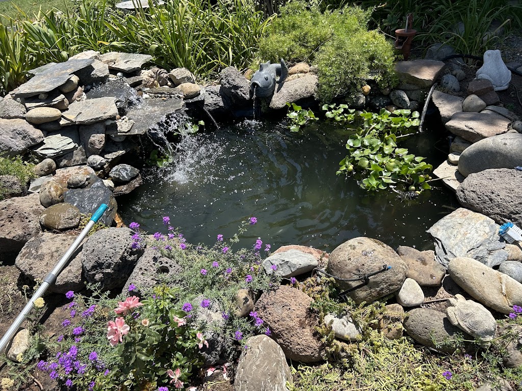 Koi Kings | 8397 Bell Dr, Atwater, CA 95301, USA | Phone: (209) 325-9812