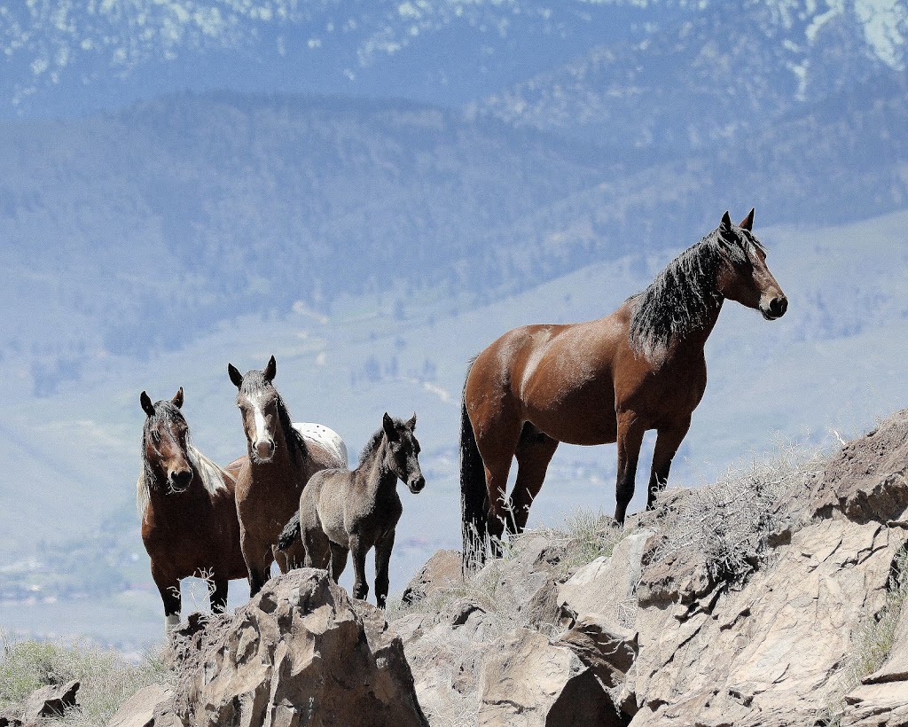 Deer Run Ranch Bed & Breakfast | 5440 Eastlake Blvd, Carson City, NV 89704, USA | Phone: (775) 882-3643