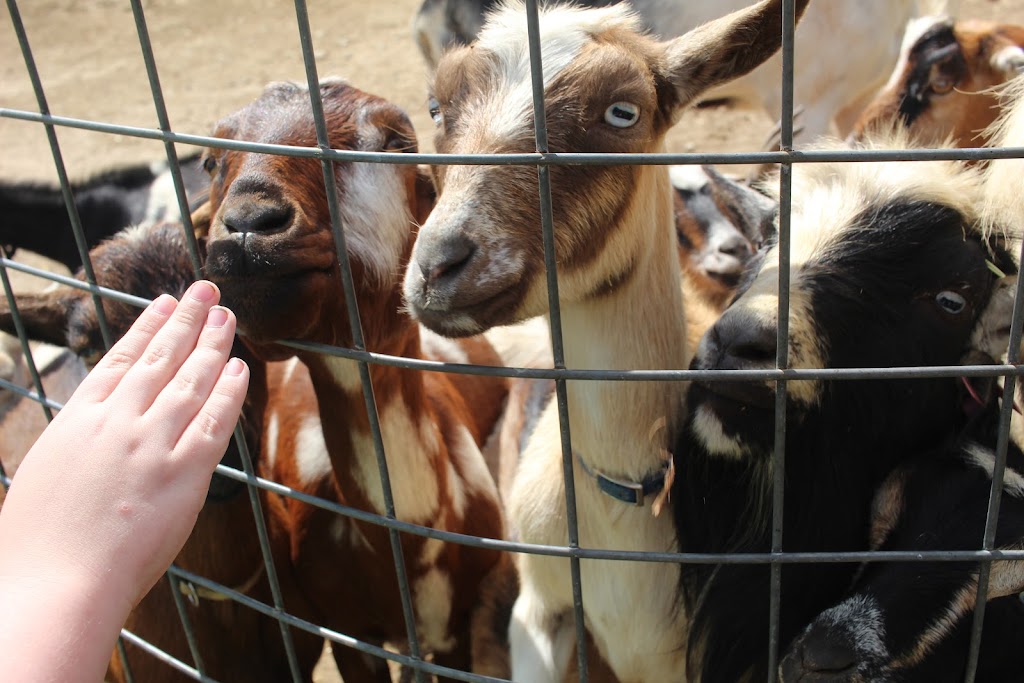 Natures Creek Camel Farm and Zoo | 11660 Grass Lake Rd, Hillsdale, MI 49242, USA | Phone: (734) 347-2888