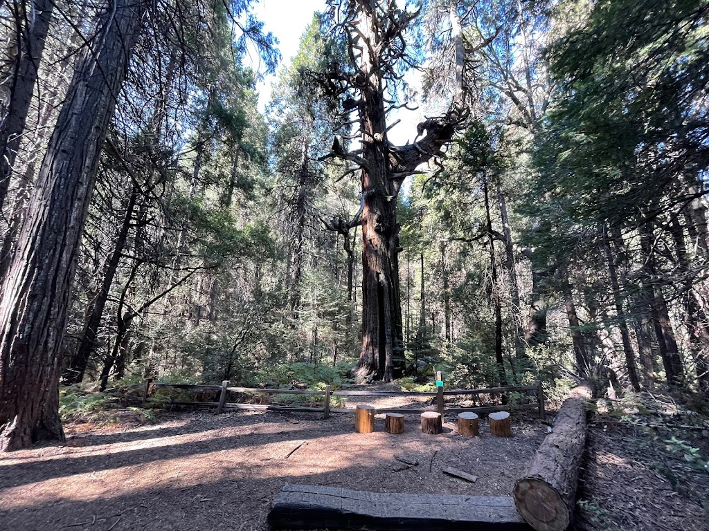 Doane Valley Nature Nature Preserve | Palomar Mountain, CA 92060, USA | Phone: (619) 990-0738