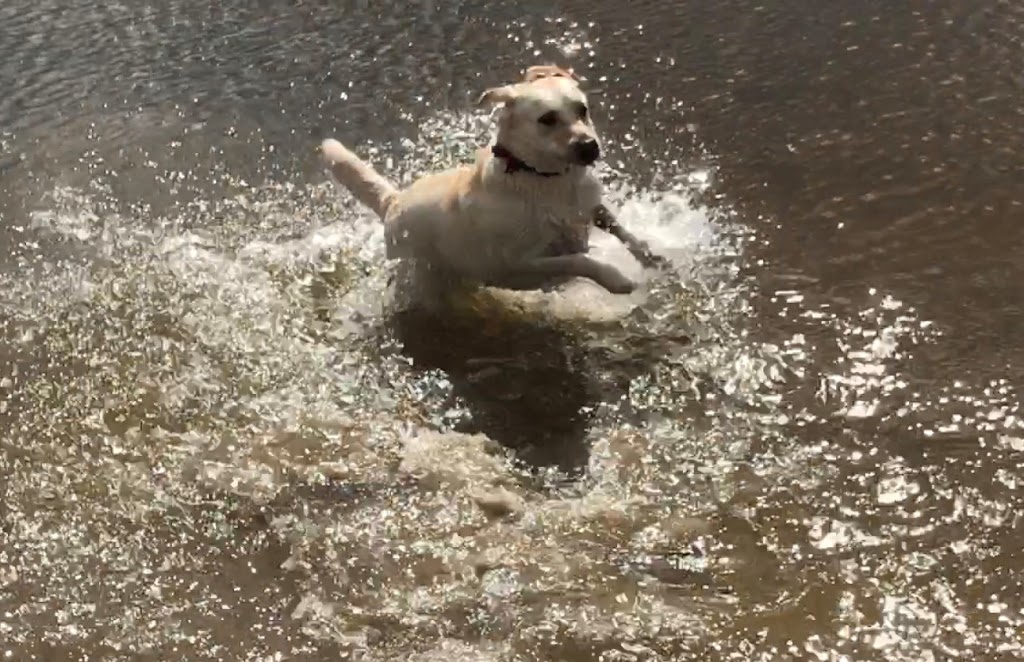 Happy Tails Dog Park | 1111 Judicial Center Dr, Brighton, CO 80601, USA | Phone: (303) 655-2054