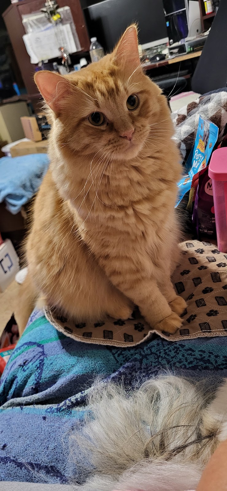 Credence Veterinary Clinic PLLC | 2389 US-59, Beeville, TX 78102, USA | Phone: (361) 358-1711