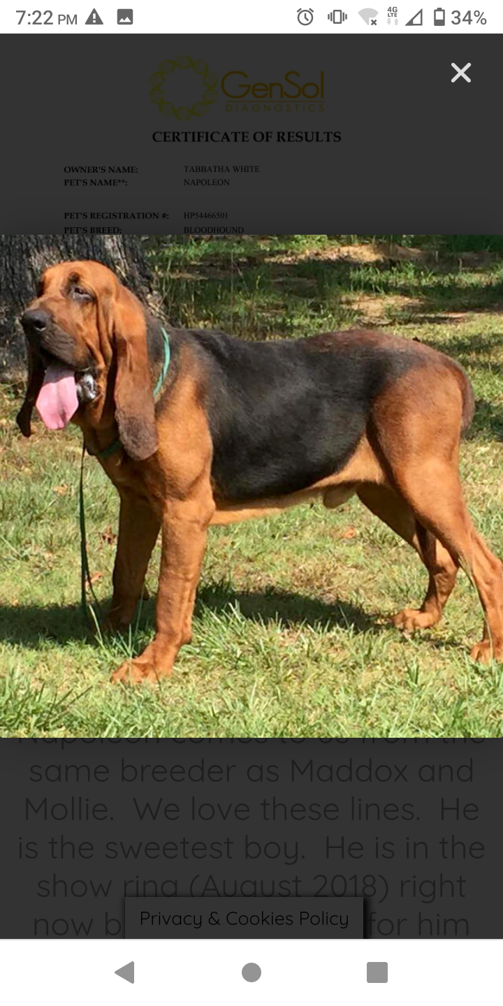 Healing Trails Bloodhounds | 6645 Wendell Ladner Rd, Perkinston, MS 39573, USA | Phone: (601) 791-6935