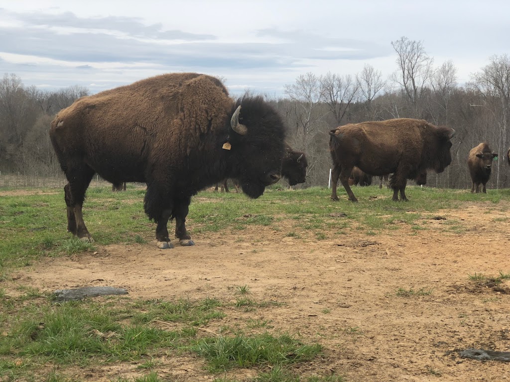 Sunset Ridge Buffalo Farm | 465 Yarbrough Rd, Roxboro, NC 27574, USA | Phone: (336) 599-1297