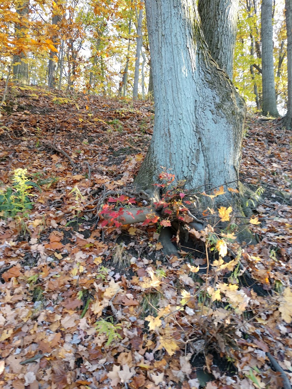 Liberty Park | Park Dr, Girard, OH 44420, USA | Phone: (330) 545-3306