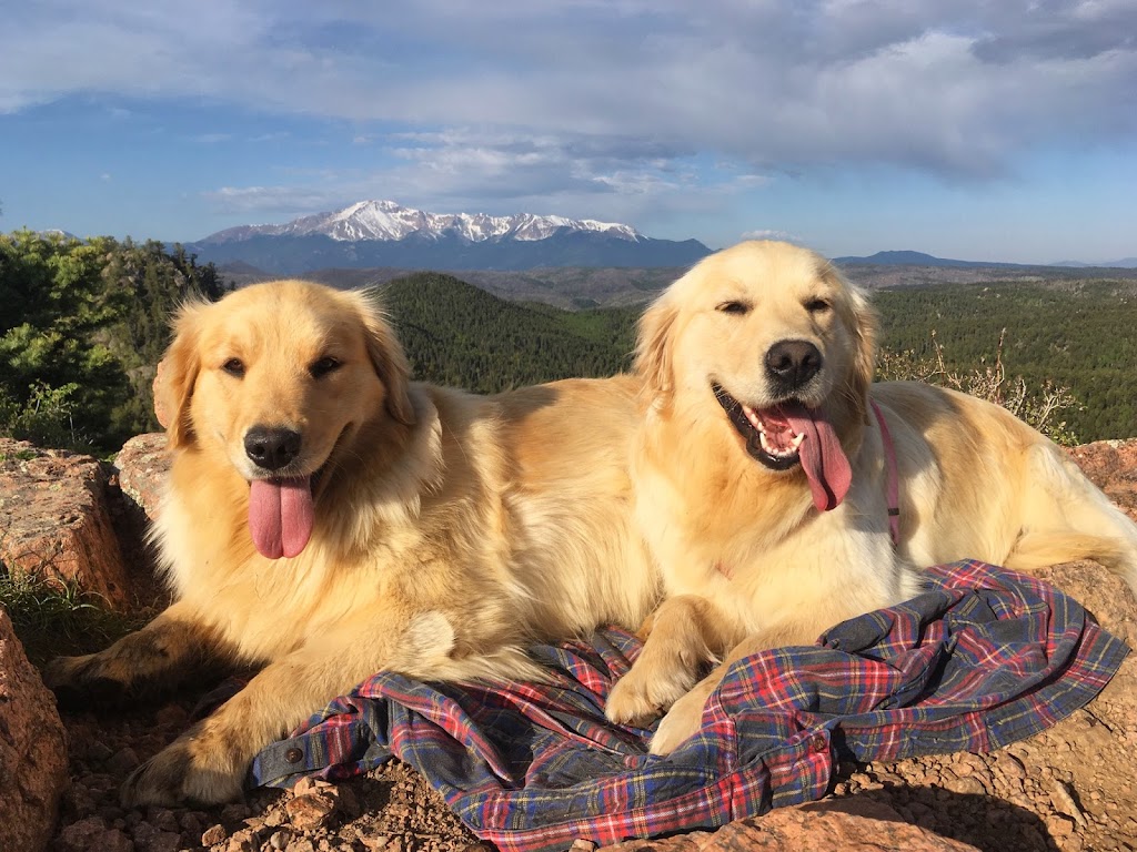 Mountain Pine Goldens | 1147 Canyon Estates Road, Penrose, CO 81240, USA | Phone: (719) 213-7773