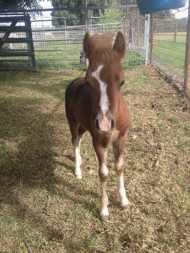 Sweet River Equine Clinic Inc | 200 Weyer Rd, Modesto, CA 95357, USA | Phone: (209) 524-9191