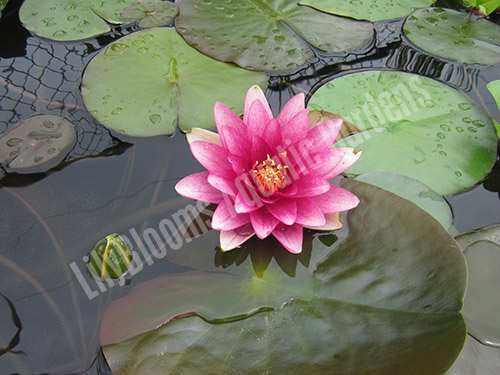 Lilyblooms Aquatic Gardens | 2447 State St NE, Canton, OH 44721, USA | Phone: (330) 499-6898