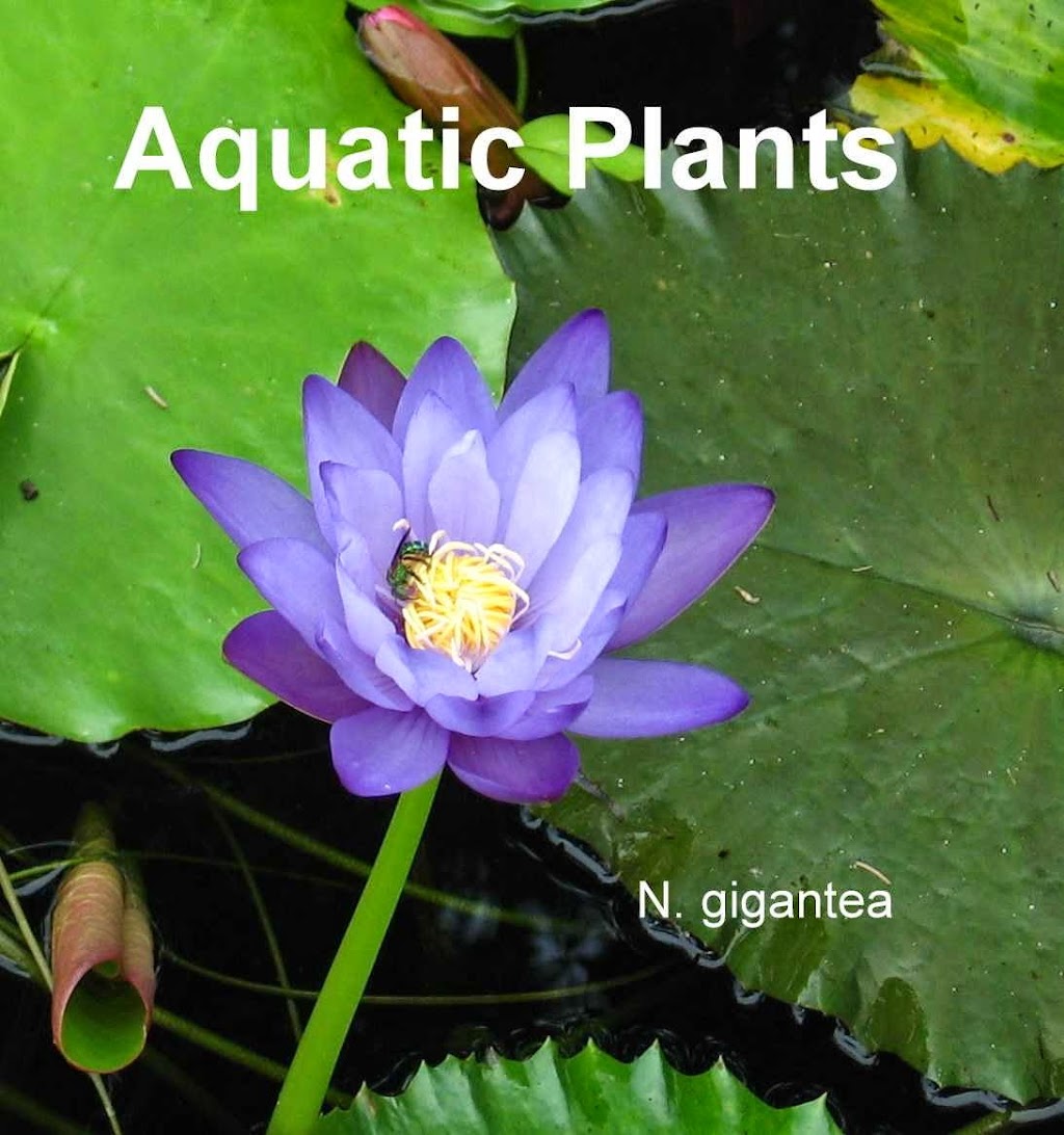 Wonderful Water Lilies | 5227 Box Turtle Cir, Sarasota, FL 34232, USA | Phone: (941) 378-9146