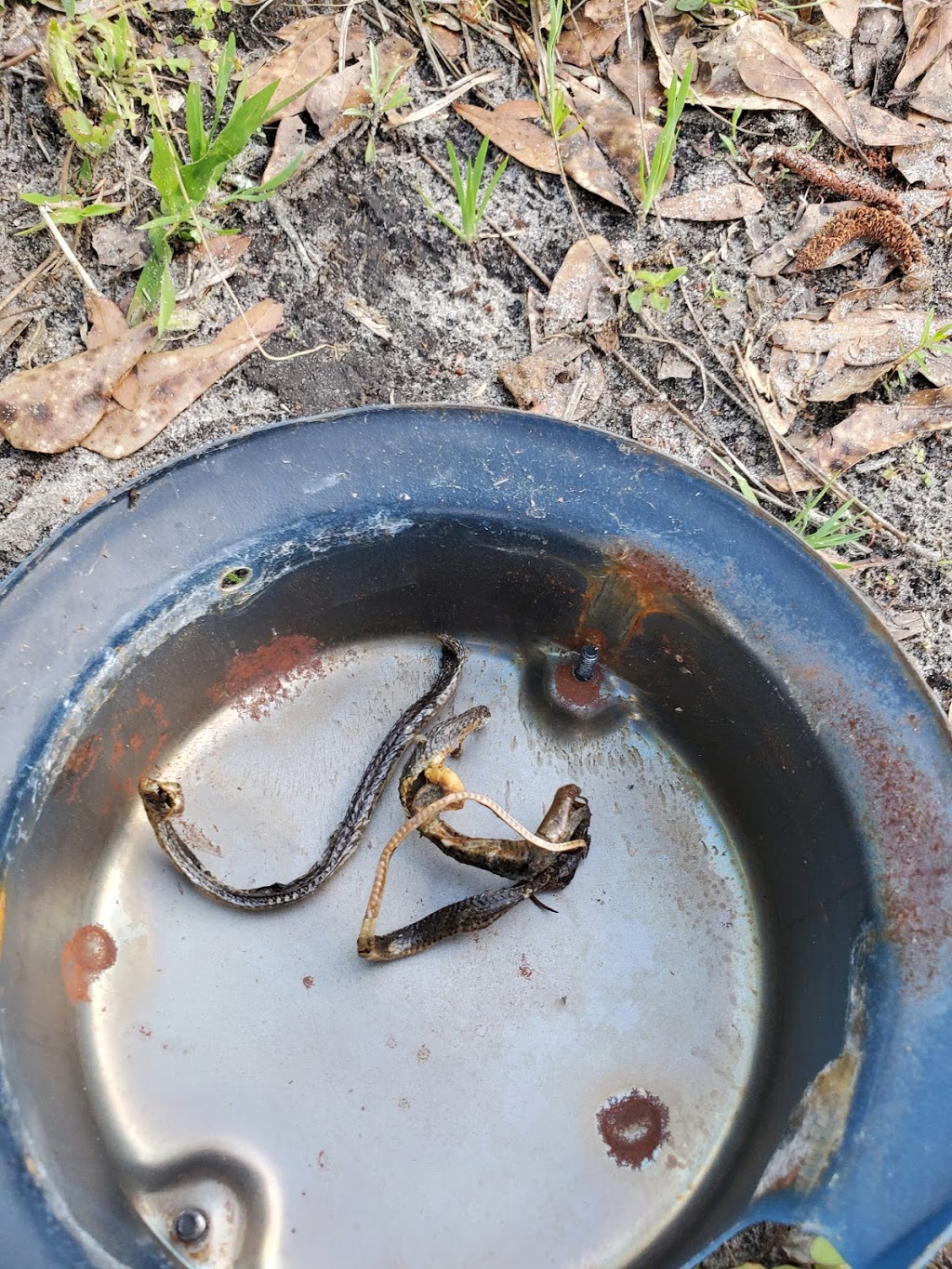 Proline Pump | 9 Bison Ct, Middleburg, FL 32068, USA | Phone: (904) 322-6791