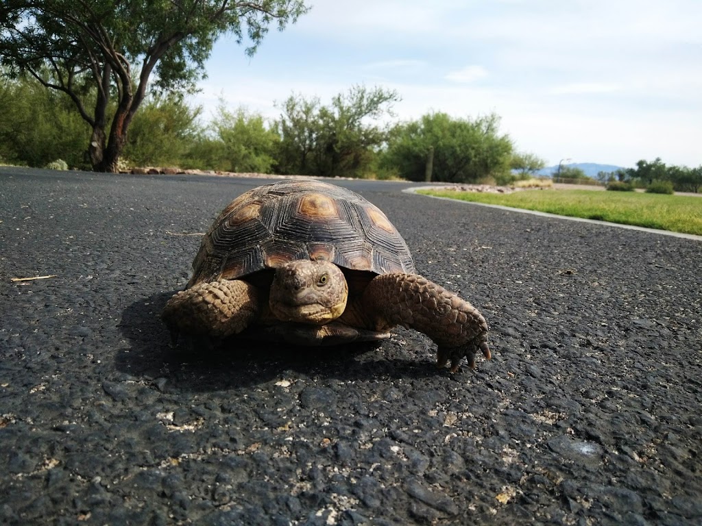 Sycamore Canyon Park | 17362 S Rustling Leaf Trail, Vail, AZ 85641, USA | Phone: (520) 648-6730