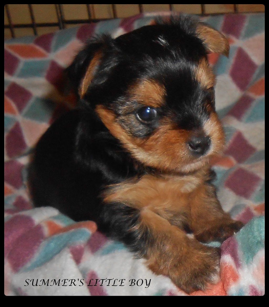 Yorkies By Cheri | 3705 FM 902, Gainesville, TX 76240, USA | Phone: (940) 372-8868