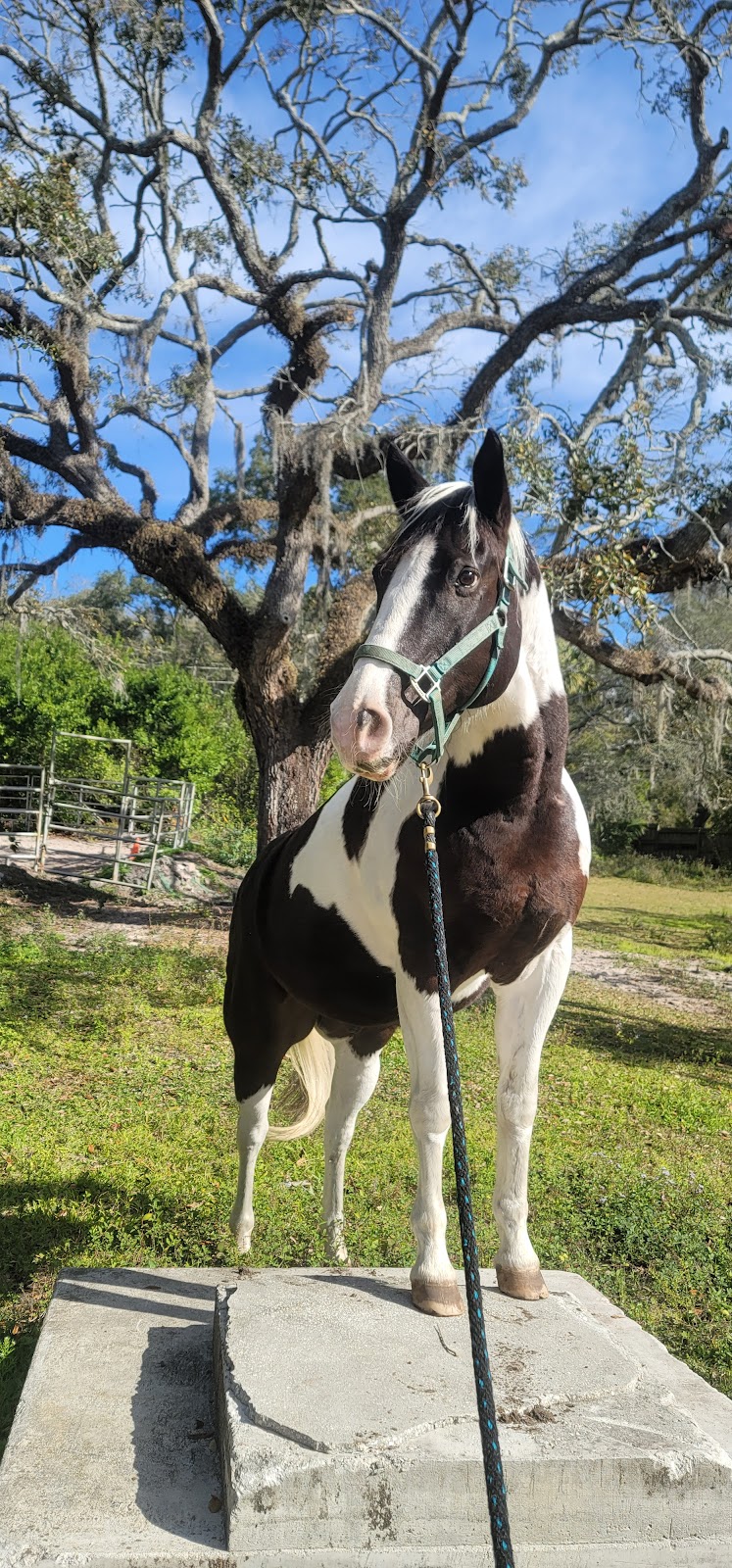 Rockin Horse Farm LLC | 8118 Plathe Rd, New Port Richey, FL 34653, USA | Phone: (727) 514-5261