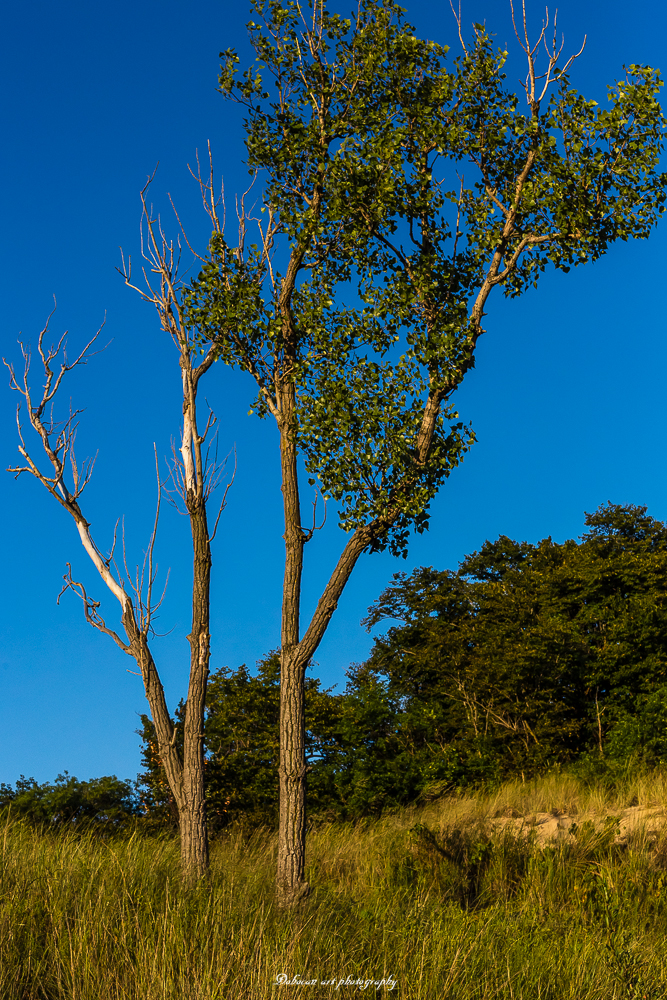 Indiana Dunes National Park West Beach Trail | W Beach Rd, Gary, IN 46403, USA | Phone: (219) 926-2255