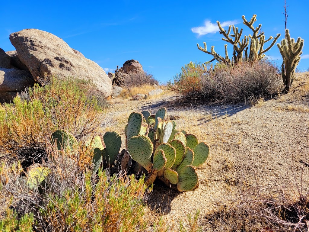 Culp Valley Primitive Campground | Montezuma-Borrego Hwy, Ranchita, CA 92066, USA | Phone: (760) 767-4037