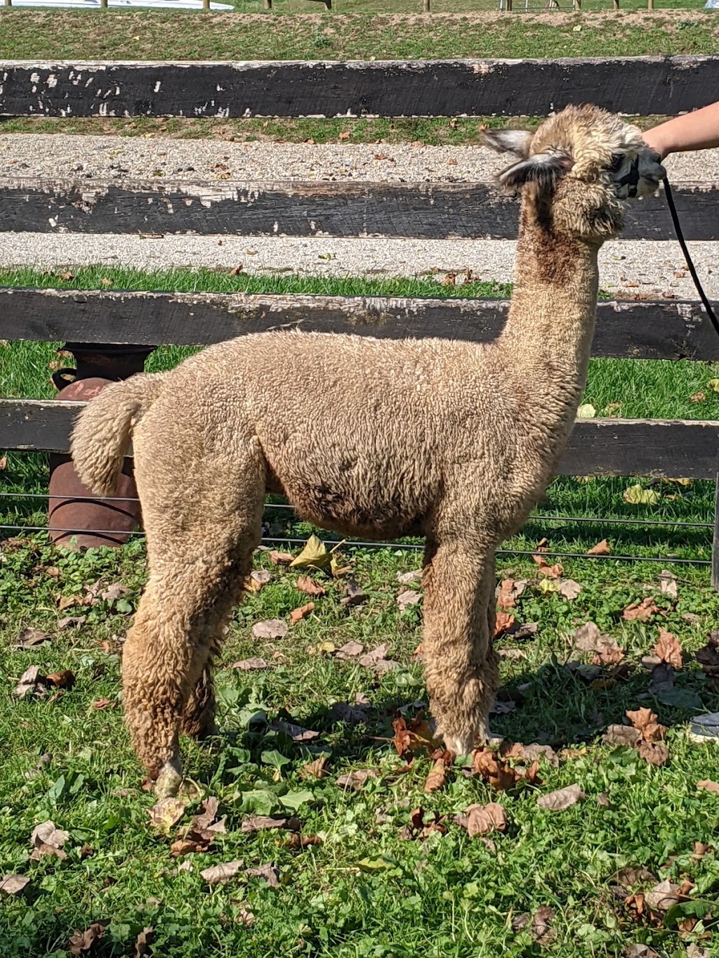 Granville Alpaca Station | 1404 Johnstown-Utica Rd NE, Utica, OH 43080, USA | Phone: (614) 562-0989